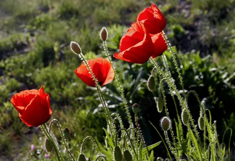 罂粟，野花，自然