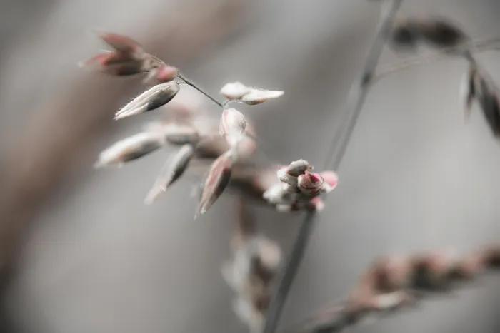 草，草，野草，野，草地，稻壳，宏