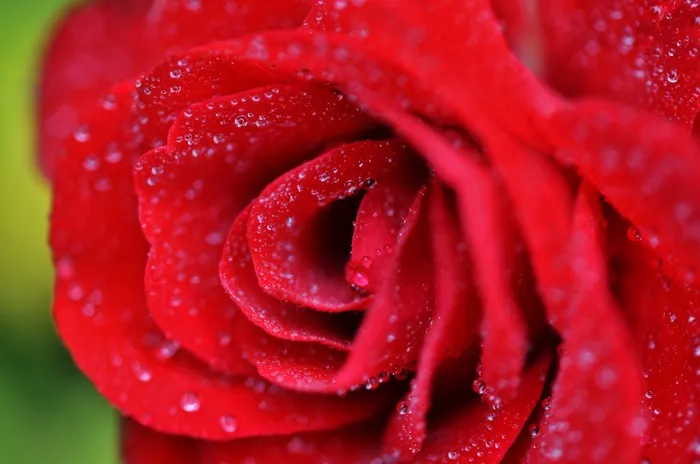 玫瑰，红色，花，性质，开花，花的，绿色