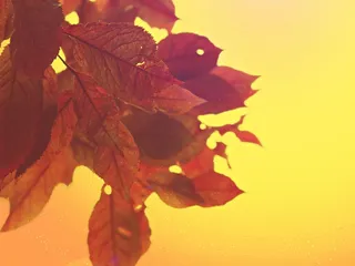 叶子，天空，树，性质，红色，心情，春天，道路