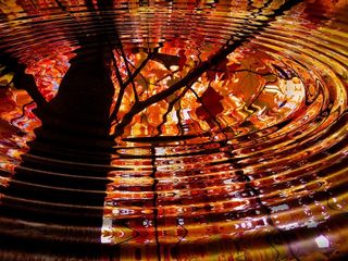 树，镜像，镜子，波，水，叶，叶子