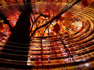 树，镜像，镜子，波，水，叶，叶子