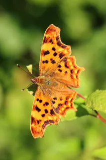Edelfalter,C蹒跚,宏,关闭,夏天,阳光 Edelfalter,C蹒跚,宏,关闭,夏天,阳光