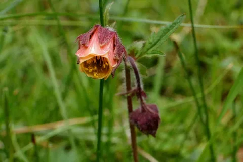 巴赫Avens,锦葵,开花,盛开,Avens,植物 巴赫Avens,锦葵,开花,盛开,Avens,植物