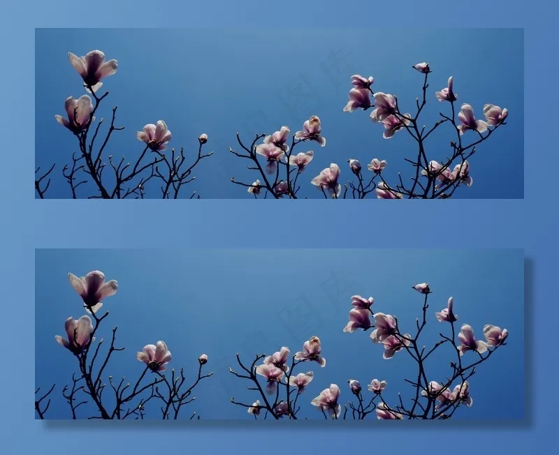 玉兰，杭州，太子湾，枝杈，开花，天空