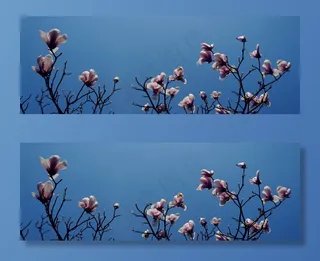 玉兰，杭州，太子湾，枝杈，开花，天空