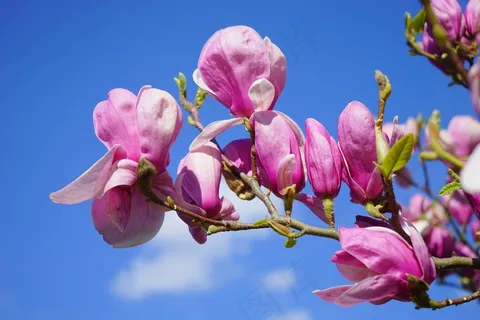玉兰,玉兰开花,开花,紫色 玉兰,玉兰开花,开花,紫色