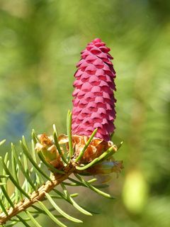 格兰，锥，红色，嫩枝，绿色，春天，性质