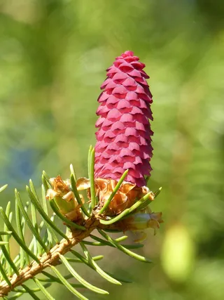 格兰，锥，红色，嫩枝，绿色，春天，性质