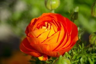 毛cup，花，橙色，花瓣