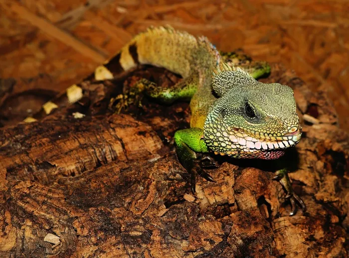 蜥蜴，爬行动物，规模，玻璃容器，Urtier，干，热