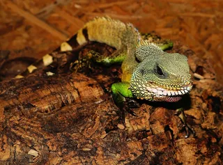 蜥蜴，爬行动物，规模，玻璃容器，Urtier，干，热