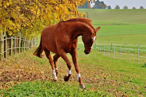 马,动物,骑马,Reiterhof,棕色,耦合,草地 马,动物,骑马,Reiterhof,棕色,耦合,草地