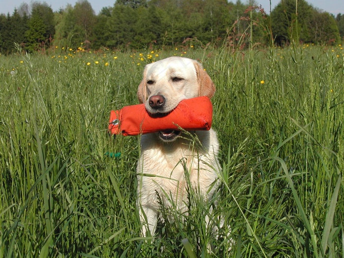 黄色拉布拉多犬，狗，保险杠，犬