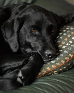 狗，拉布拉多犬，黑色实验室，拉布拉多犬，猎犬