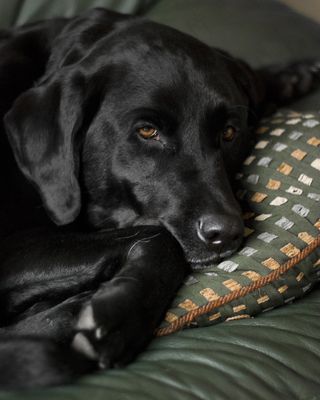 狗，拉布拉多犬，黑色实验室，拉布拉多犬，猎犬