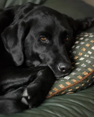 狗，拉布拉多犬，黑色实验室，拉布拉多犬，猎犬