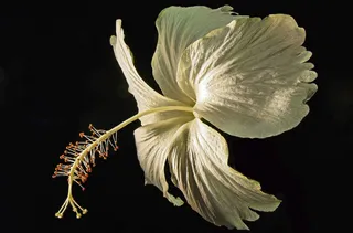 花，开花，关闭，白