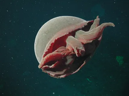 海,海洋,水,水母,生活,海上生活,美丽 海,海洋,水,水母,生活,海上生活,美丽