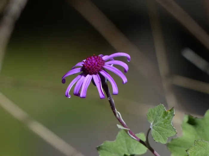 绯红色Cinerarie，开花，紫罗兰色