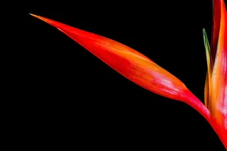 鹤望兰，开花，花，红色，橙色，黄色