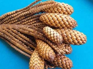Thika Nut-Twig，Raphia Farinifera，Raffia Palm，Tap
