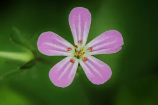 开花，花，鹤嘴兰，关闭，植物，宏