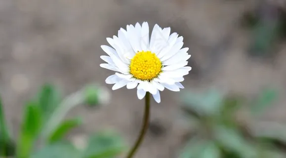雏菊,指出花,花,黄白色,开花 雏菊,指出花,花,黄白色,开花