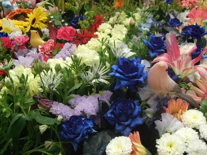 鲜花,花卉园,插花,多彩 鲜花,花卉园,插花,多彩