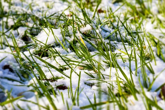 雪，草，草甸，高峰，冬天，冷，滴灌，冷淡