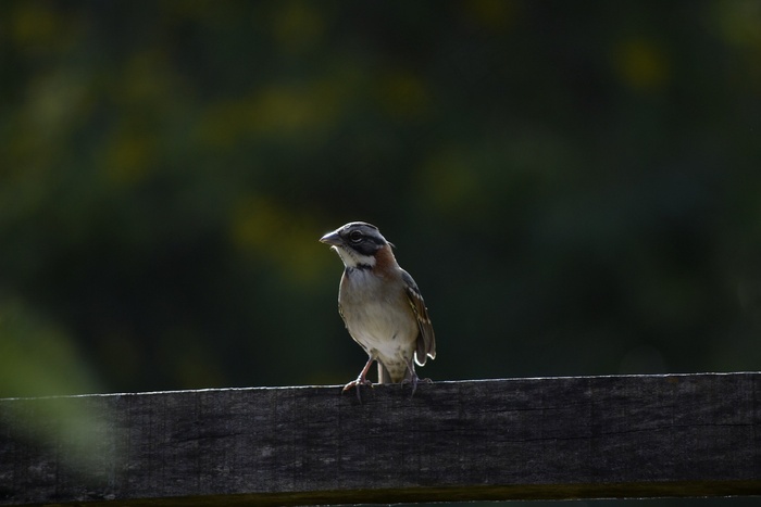 鸟，自然，小鸟