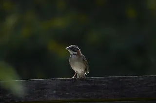 鸟，自然，小鸟