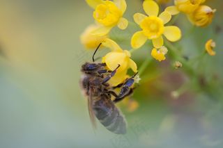 蜜蜂，鲜花，授粉，昆虫，特写，花粉