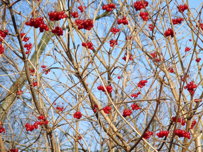 大自然，树，布什，审美，浆果，红色，鸟食