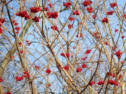 大自然，树，布什，审美，浆果，红色，鸟食