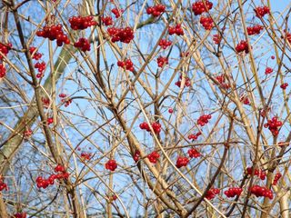 大自然，树，布什，审美，浆果，红色，鸟食