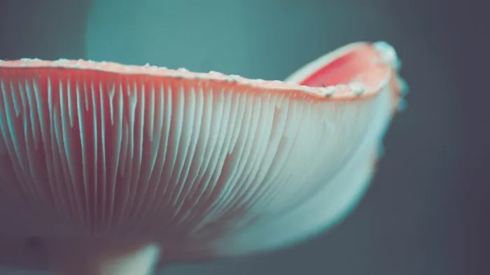 蘑菇，毒药，自然，孢子，现场