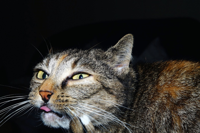 猫，肖像，头，动物，关闭，优雅，猫脸