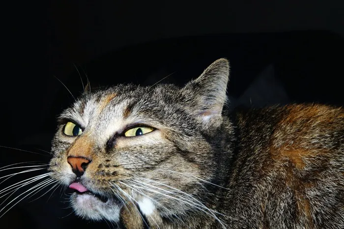 猫，肖像，头，动物，关闭，优雅，猫脸