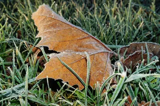 叶子，叶影，宏，地面，冰，冬季，棕色，冷