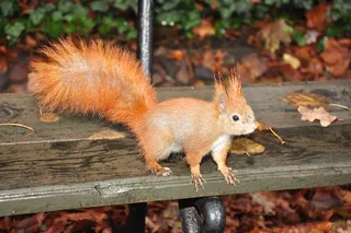 松鼠，公园，鲁达，秋季，北，尾巴