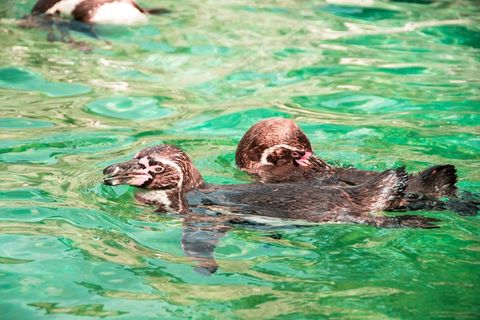 企鹅，甜，动物，可爱，好奇，恢复，休息