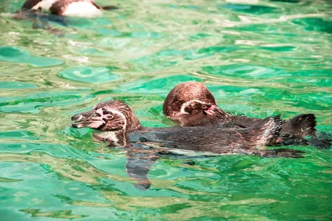 企鹅，甜，动物，可爱，好奇，恢复，休息