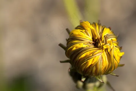 蒲公英,黄色,橙色,鲜花,开花,盛开 蒲公英,黄色,橙色,鲜花,开花,盛开