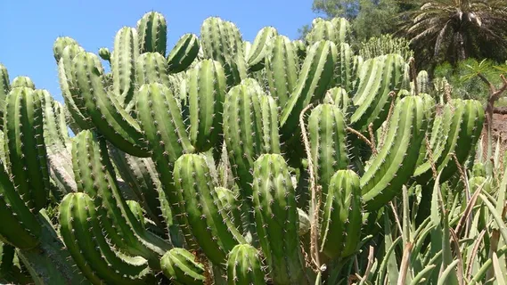 仙人掌,穗,植物,性质,植物学,绿色,锋利 仙人掌,穗,植物,性质,植物学,绿色,锋利