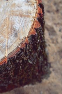 树干，伯乐，树，木材，木