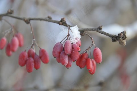 冬天来了，红色，雪