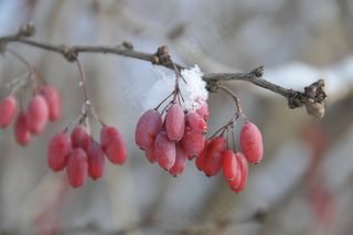 冬天来了，红色，雪