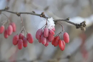 冬天来了，红色，雪