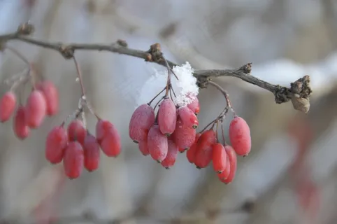 冬天来了,红色,雪 冬天来了,红色,雪
